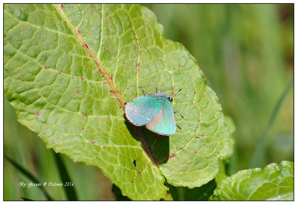 Callophrys rubi? S